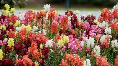 Antirrhinum bude celé léto bohatě kvést: kompletní průvodce