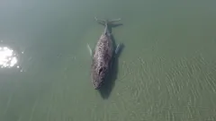 Proč se nepodařilo zachránit velrybu Timmyho: tragédie v Baltském moři