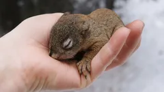 Jak zachránit malé veverčátko a neublížit mu: tři zásadní kroky