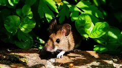 Myši tyto rostliny nenávidí nejvíc: jednoduchá ochrana zahrady