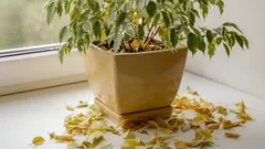 Fíkus neroste? Skutečný důvod, který 90 % pěstitelů přehlíží