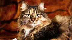 Mýtus o „×7“ je už dávno překonaný – takhle se ve skutečnosti počítá věk koček