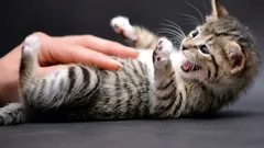 Kočka ukazuje břicho a kousne: skrytý signál, který téměř všichni špatně chápou